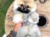 Ayı Surat Garantili Show Class Pomeranian Boo Yavrular