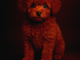 Teacup Toy Poodle - En Küçük Ve Sevimli Form