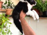 Bordercollie En Zeki Köpek Irkı