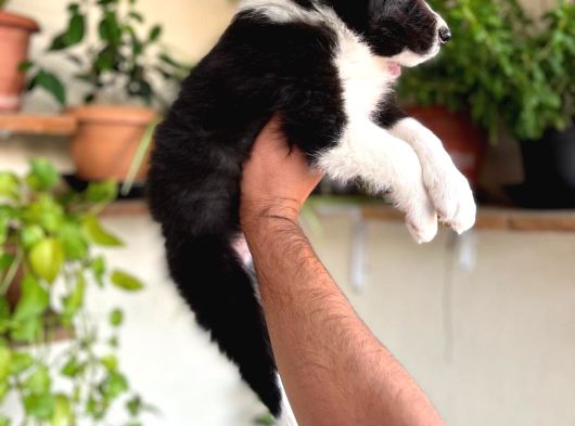 Bordercollie En Zeki Köpek Irkı görsel