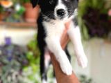 Bordercollie En Zeki Köpek Irkı