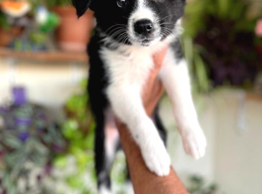 Bordercollie En Zeki Köpek Irkı görsel