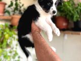 Bordercollie En Zeki Köpek Irkı