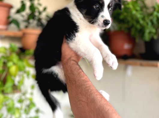 Bordercollie En Zeki Köpek Irkı görsel
