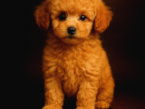 Teacup Toy Poodle - En Küçük Ve Sevimli Form