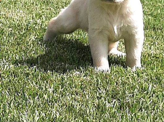 Golden Retriever Yavruları Istanbul görsel