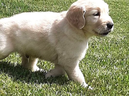 Golden Retriever Yavruları Istanbul görsel