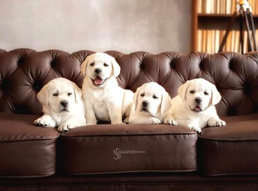LABRADOR RETRIEVER YAVRULARI ISTANBUL