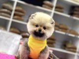 Ayıcık Surat Pomeranian Boo