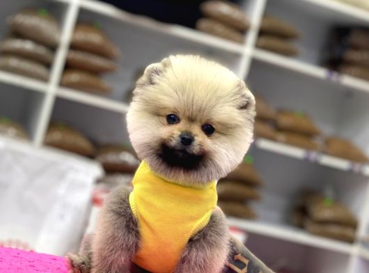 Ayıcık Surat Pomeranian Boo görsel