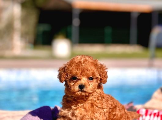 Tea Cup  Orji̇nal Toy Poodle Yavrulari görsel