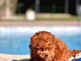 Tea Cup  Orji̇nal Toy Poodle Yavrulari