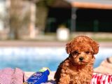 Tea Cup  Orji̇nal Toy Poodle Yavrulari