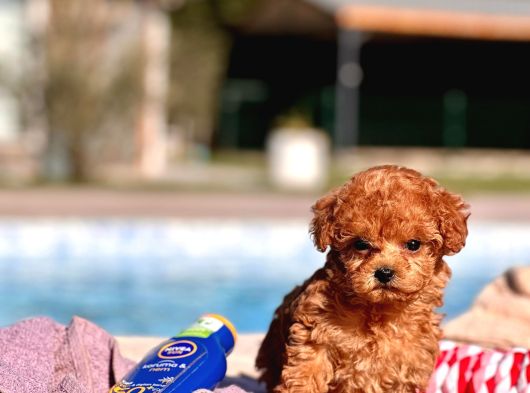 Tea Cup  Orji̇nal Toy Poodle Yavrulari görsel