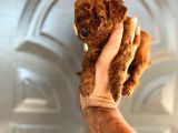 Red Brown Toy Poodle