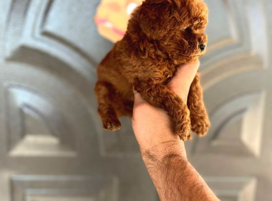 Red Brown Toy Poodle görsel
