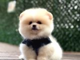 Ayıcık Surat Pomeranian Boo