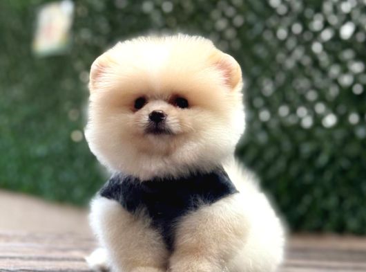 Ayıcık Surat Pomeranian Boo