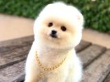 Oyuncak Surat Pomeranian