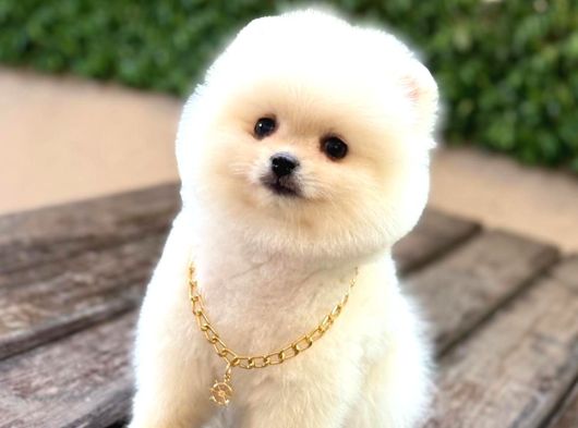 Oyuncak Surat Pomeranian