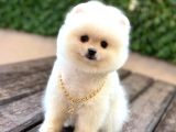 Oyuncak Surat Pomeranian