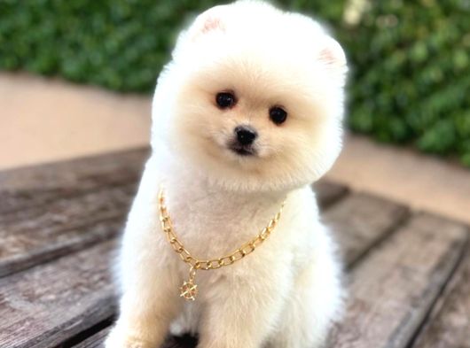 Oyuncak Surat Pomeranian görsel