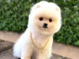 Oyuncak Surat Pomeranian