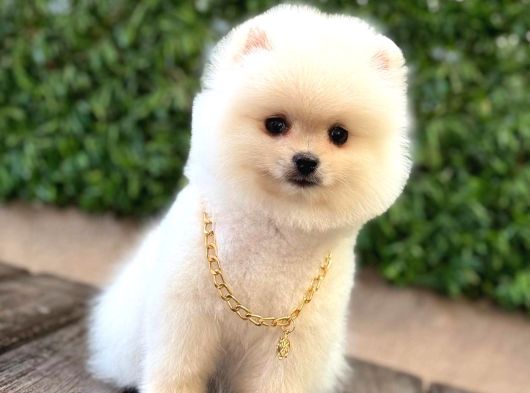 Oyuncak Surat Pomeranian görsel