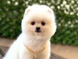 Oyuncak Surat Pomeranian