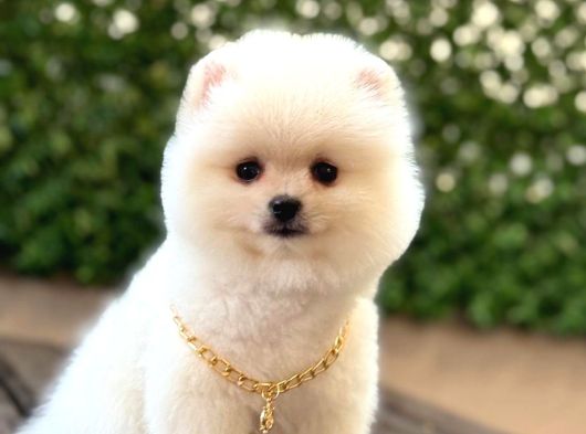 Oyuncak Surat Pomeranian görsel