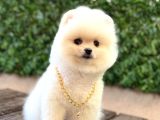 Oyuncak Surat Pomeranian