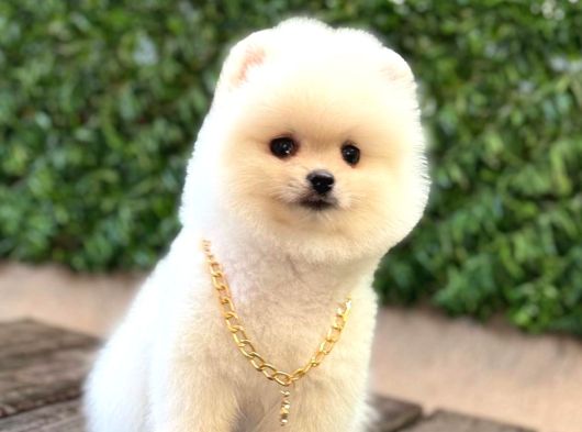 Oyuncak Surat Pomeranian görsel