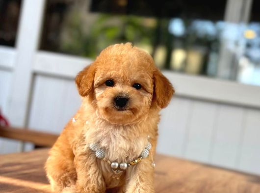 A Kalite Maltipoo Yavrular