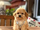 A Kalite Maltipoo Yavrular
