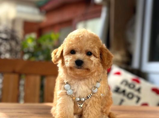 A Kalite Maltipoo Yavrular görsel