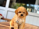 A Kalite Maltipoo Yavrular