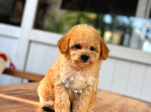 A Kalite Maltipoo Yavrular görsel