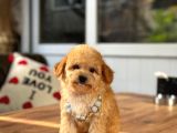 A Kalite Maltipoo Yavrular