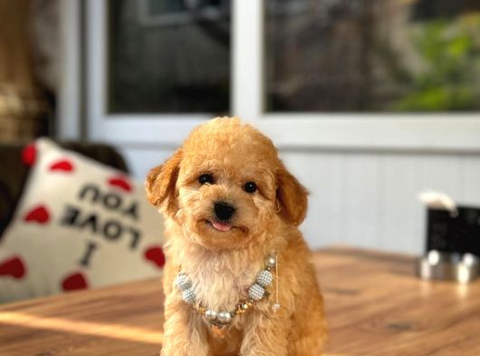 A Kalite Maltipoo Yavrular görsel