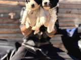 Dünyanın En Zeki Irkı Border Collie Yavrularımız
