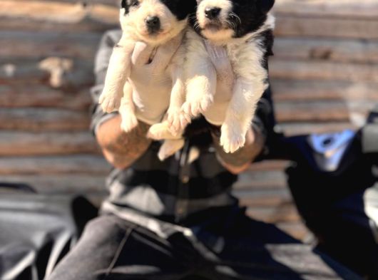 Dünyanın En Zeki Irkı Border Collie Yavrularımız görsel