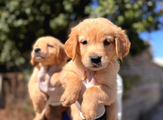 Bebek Suratlı Golden Retriever Yavrularımız görsel