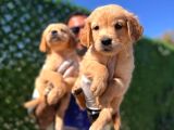 Bebek suratlı golden retriever yavrularımız