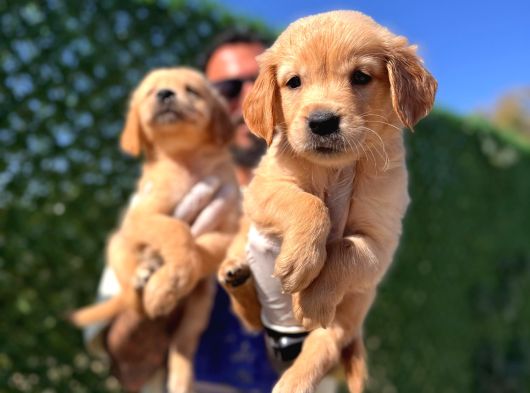 Bebek Suratlı Golden Retriever Yavrularımız