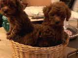 Kore Toy Poodle