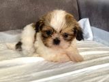 Micro Teacup Shihtzu Erkek Yavrum