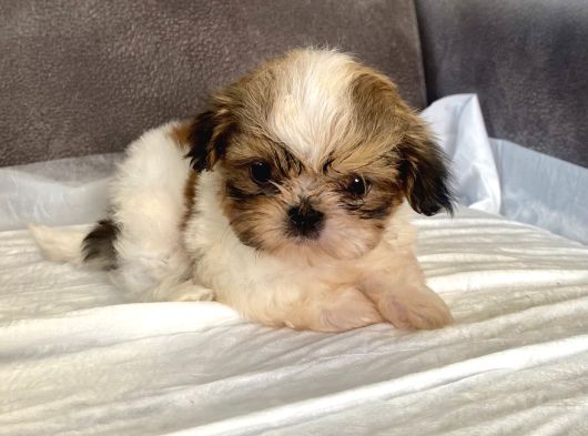 Micro Teacup Shihtzu Erkek Yavrum görsel