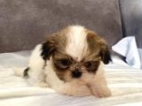 Micro Teacup Shihtzu Erkek Yavrum