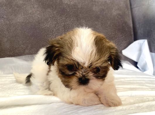 Micro Teacup Shihtzu Erkek Yavrum görsel