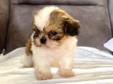 Micro Teacup Shihtzu Erkek Yavrum